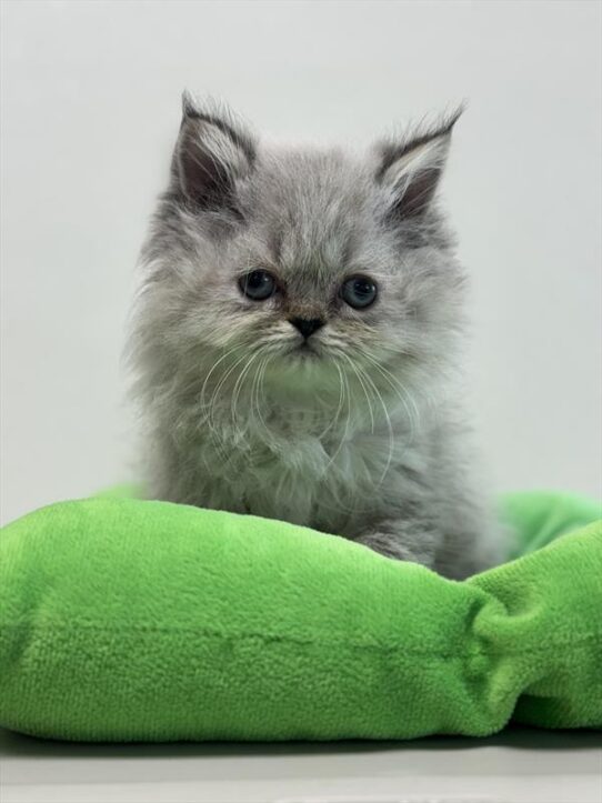 Persian-KITTEN-Male-Blue Point-9409-Petland Pensacola, Florida