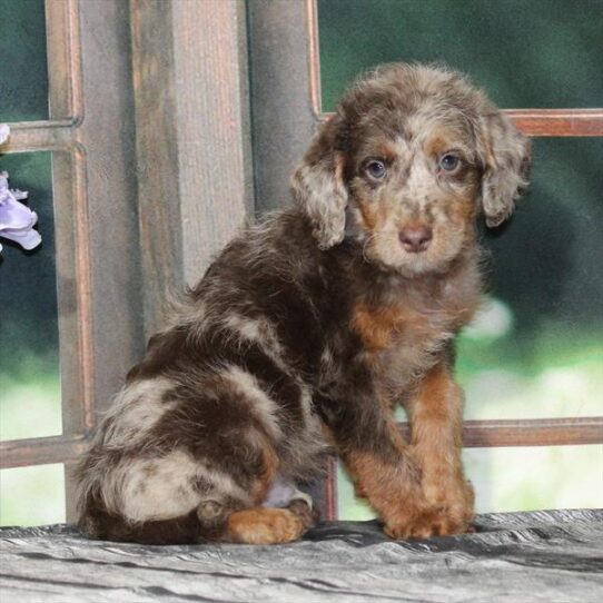 Mini Labradoodle 2nd Gen-DOG-Male-Chocolate Merle / Tan-9412-Petland Pensacola, Florida