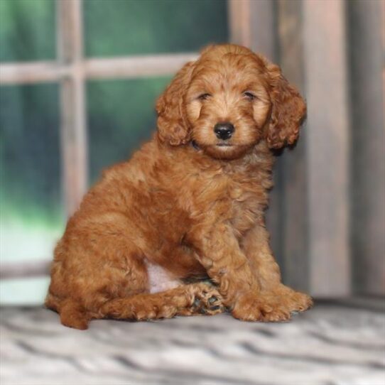 Goldendoodle Mini 2nd Gen-DOG-Male-Red-9413-Petland Pensacola, Florida