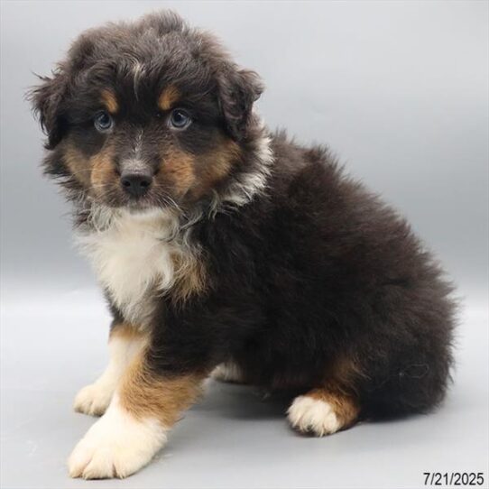 Australian Shepherd-DOG-Male-Black-9414-Petland Pensacola, Florida