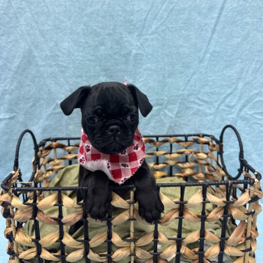 Pug-DOG-Male-Black-9397-Petland Pensacola, Florida