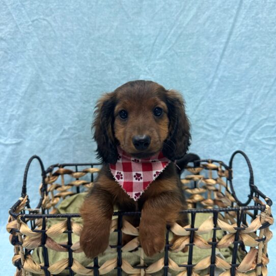 Dachshund-DOG-Male-Red-9399-Petland Pensacola, Florida