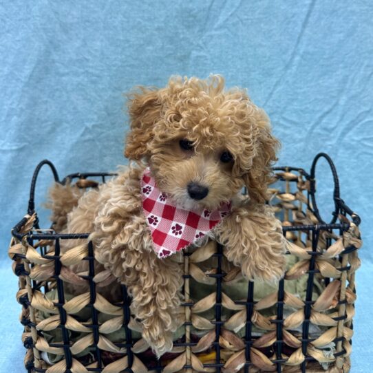 Bichon-Poodle-DOG-Male-Apricot-9415-Petland Pensacola, Florida
