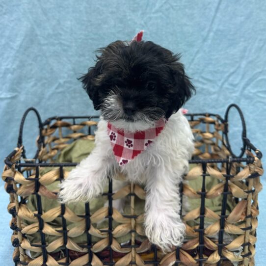 Shizapoo-DOG-Female-Brindle / White-9410-Petland Pensacola, Florida