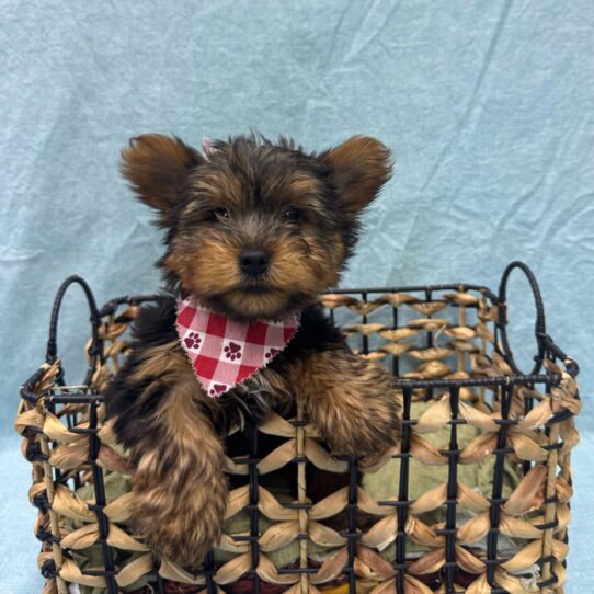 Yorkshire Terrier-DOG-Male-Black and Tan-9404-Petland Pensacola, Florida