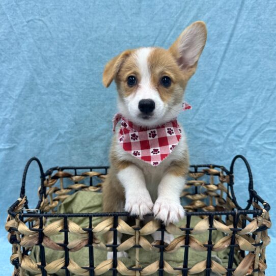 Pembroke Welsh Corgi-DOG-Female-Red-9405-Petland Pensacola, Florida
