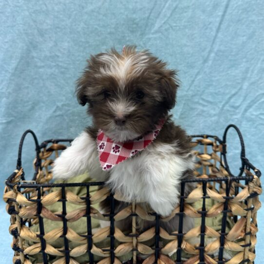 Havanese-DOG-Male-Chocolate Sable-9400-Petland Pensacola, Florida