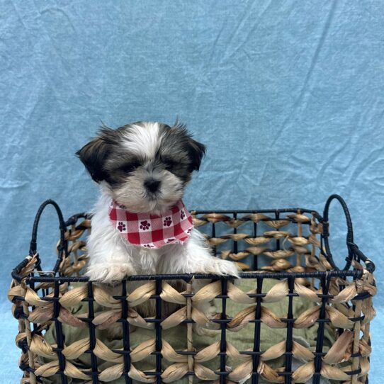 Shih Tzu-DOG-Male-Silver Gold and White-9402-Petland Pensacola, Florida