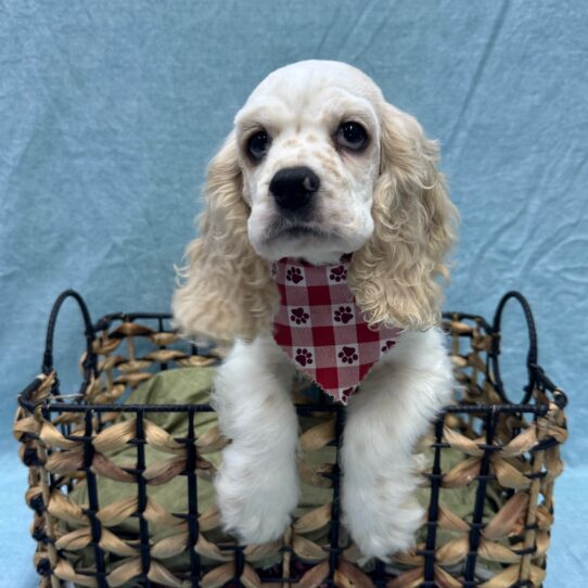 Cocker Spaniel-DOG-Male-Buff and White-9395-Petland Pensacola, Florida