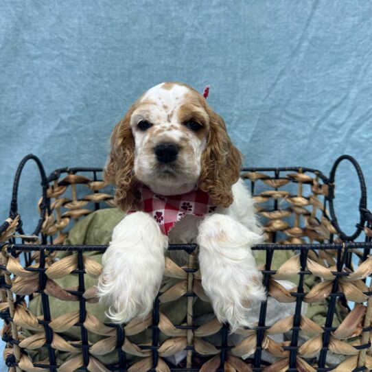 Cocker Spaniel-DOG-Female-Buff and White-9398-Petland Pensacola, Florida