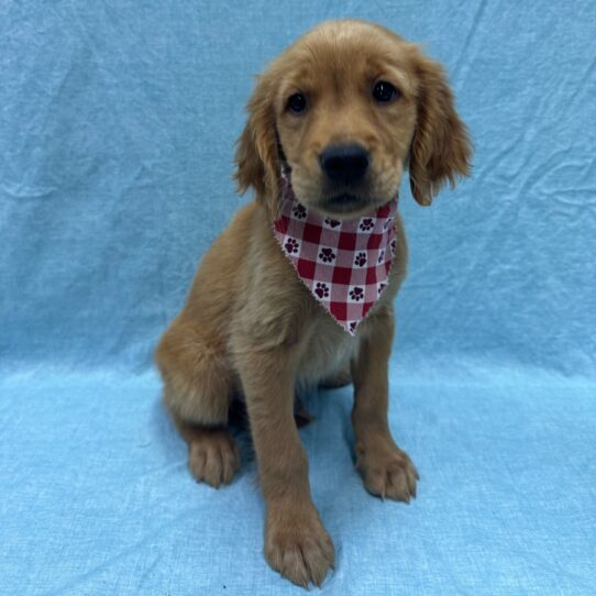 Golden Retriever-DOG-Male-Dark Golden-9406-Petland Pensacola, Florida