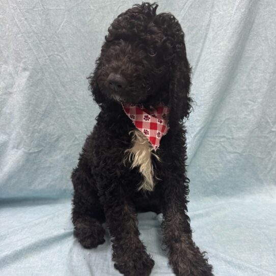 Poodle Standard-DOG-Male-Black / Silver-9411-Petland Pensacola, Florida