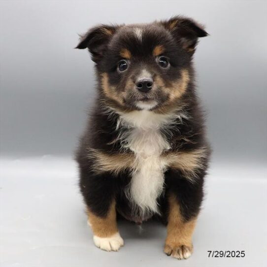 Miniature American Shepherd-DOG-Male-Black-9436-Petland Pensacola, Florida