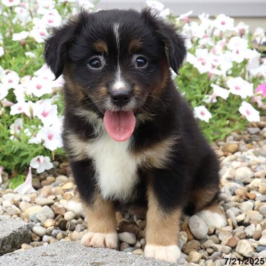 Miniature American Shepherd-DOG-Female-Black-9437-Petland Pensacola, Florida