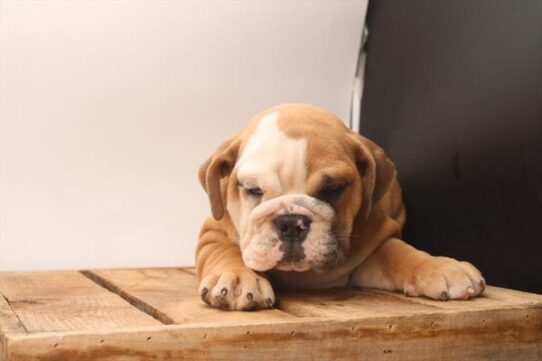 English Bulldog-DOG-Female-Red-9438-Petland Pensacola, Florida