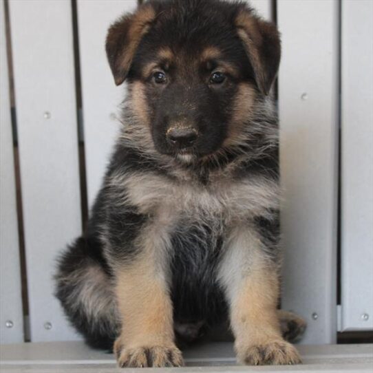 German Shepherd-DOG-Male-Blue / Tan-9439-Petland Pensacola, Florida