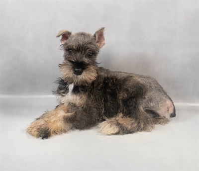 Miniature Schnauzer-DOG-Male-Salt and Pepper-9452-Petland Pensacola, Florida