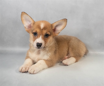 Pembroke Welsh Corgi-DOG-Female-Sable-9453-Petland Pensacola, Florida