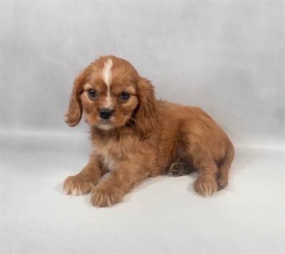 Cavalier King Charles Spaniel-DOG-Male-Ruby-9455-Petland Pensacola, Florida
