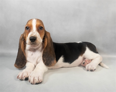 Basset Hound-DOG-Female-Black White and Tan-9457-Petland Pensacola, Florida
