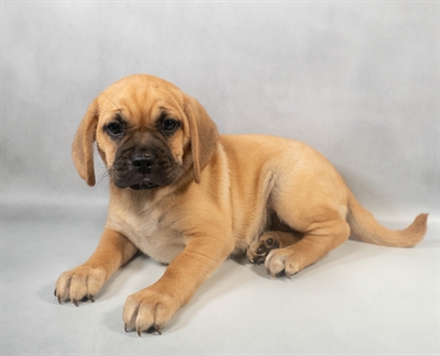 Puggle-DOG-Female-Fawn-9460-Petland Pensacola, Florida