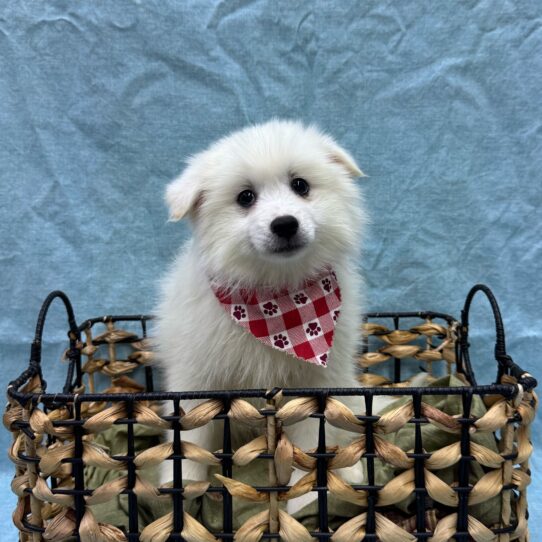 American Eskimo-DOG-Female-White-9454-Petland Pensacola, Florida