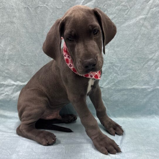 Great Dane-DOG-Male-Blue-9440-Petland Pensacola, Florida