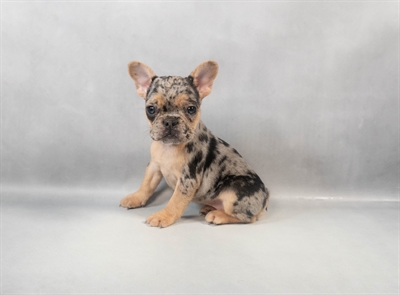 French Bulldog-DOG-Female-Blue Merle-9461-Petland Pensacola, Florida