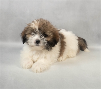 Lhasa Apso-DOG-Female-Red Gold-9462-Petland Pensacola, Florida
