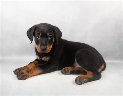 Rottweiler-DOG-Female-Black and Mahogany-9466-Petland Pensacola, Florida