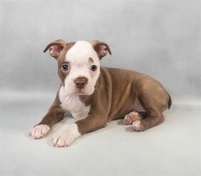 Boston Terrier-DOG-Female-Seal-9468-Petland Pensacola, Florida