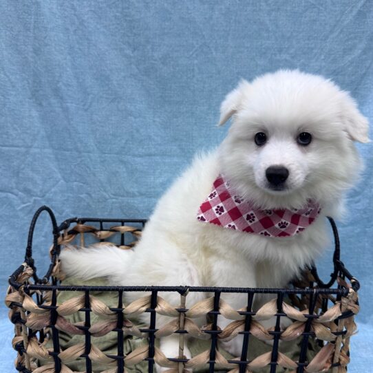 American Eskimo-DOG-Male-White-9450-Petland Pensacola, Florida