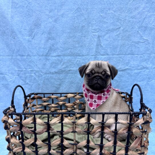 Pug-DOG-Male-Fawn-9482-Petland Pensacola, Florida