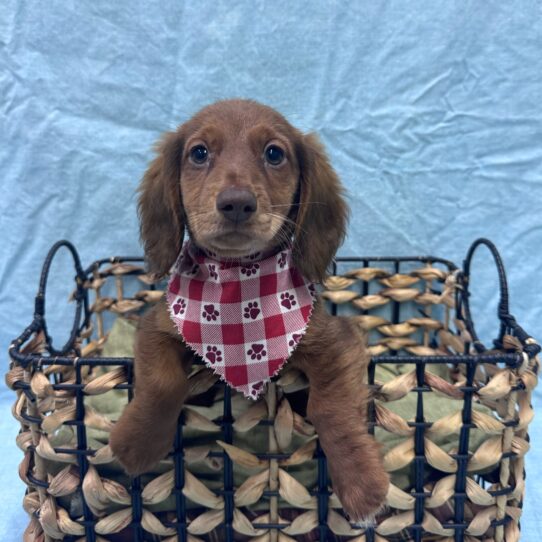 Dachshund-DOG-Male-Red-9465-Petland Pensacola, Florida