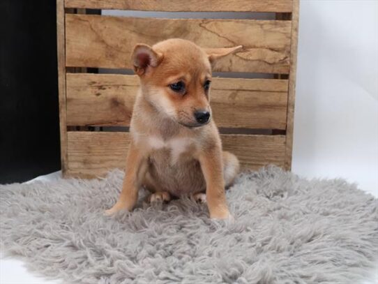 Shiba Inu-DOG-Female-Red Sesame-9292-Petland Pensacola, Florida