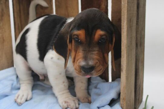 Walrus-DOG-Male-Black / White-9376-Petland Pensacola, Florida