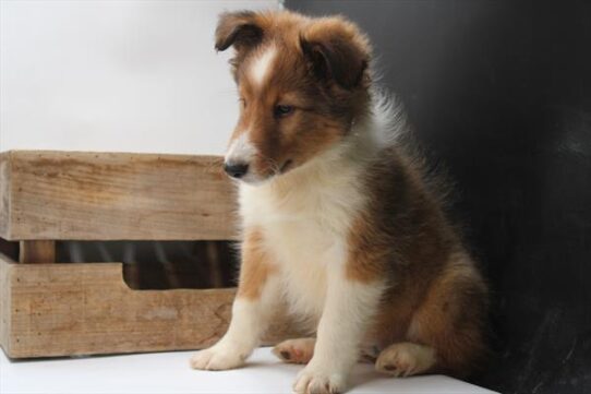 Shetland Sheepdog-DOG-Female-Sable-9386-Petland Pensacola, Florida