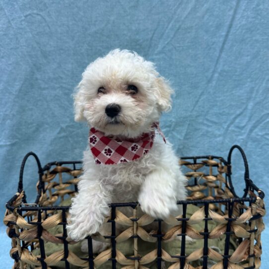 Bichon Frise-DOG-Female-White-9394-Petland Pensacola, Florida
