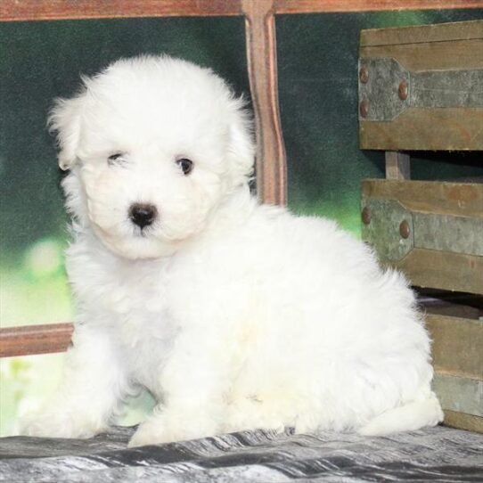 Bichon Frise-DOG-Male-White-9433-Petland Pensacola, Florida