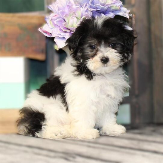 Havanese-DOG-Female-White / Silver-9434-Petland Pensacola, Florida