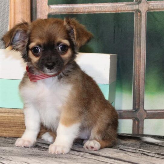 Chihuahua-DOG-Female-Red Sable-9435-Petland Pensacola, Florida