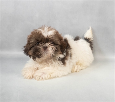 Shih Tzu-DOG-Female-Gold and White-9463-Petland Pensacola, Florida