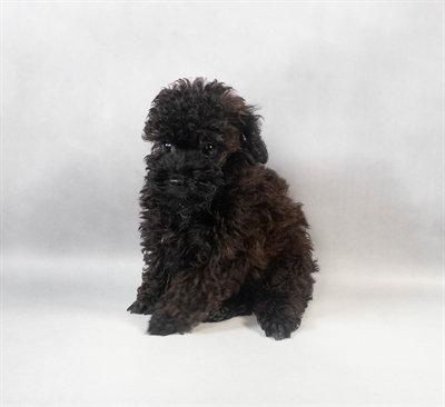 Poodle-DOG-Male-Black and Apricot-9464-Petland Pensacola, Florida