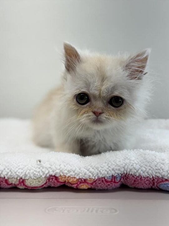 Persian-KITTEN-Male-Cream-9478-Petland Pensacola, Florida