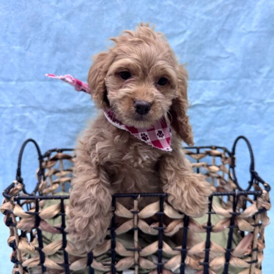 Cockapoo-DOG-Female-Red-9473-Petland Pensacola, Florida