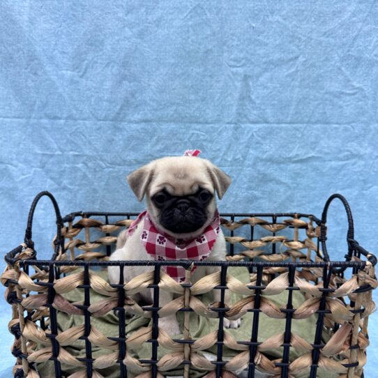 Pug-DOG-Female-Fawn-9483-Petland Pensacola, Florida
