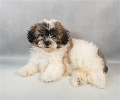 Teddy Bear-DOG-Female-Red and White-9489-Petland Pensacola, Florida