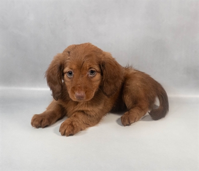 Dachshund-DOG-Male-Chocolate-9490-Petland Pensacola, Florida