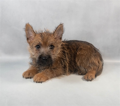 Cairn Terrier-DOG-Male-Wheaten-9491-Petland Pensacola, Florida