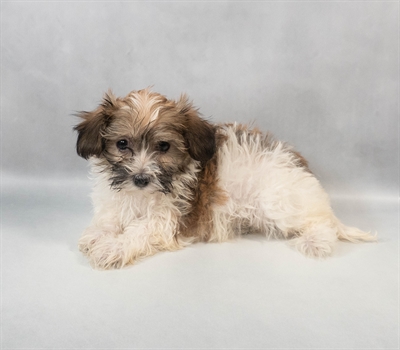 Havanese-DOG-Male-Red Sable-9492-Petland Pensacola, Florida